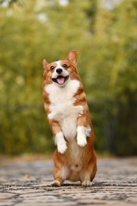 welsh pembroke corgi for sale
